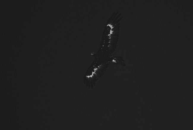 Ein Adler vor dunklem Himmel