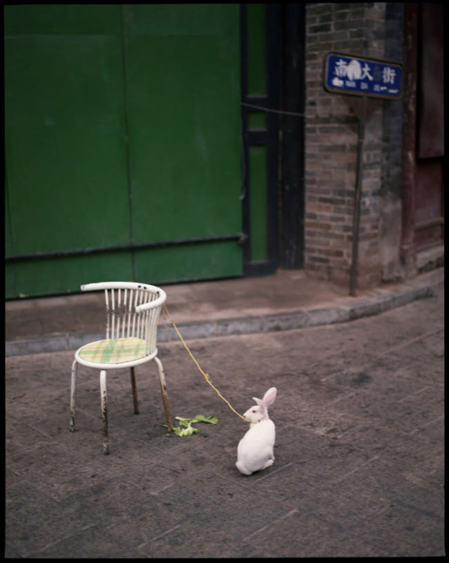 Ein an einem Stuhl angebundenes Kaninchen