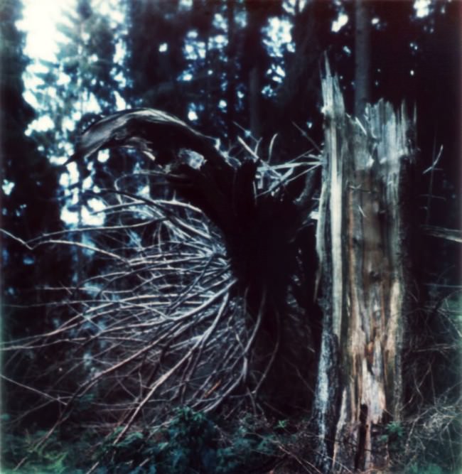Umgebrochener Baum neben seinem Stamm im Wald.