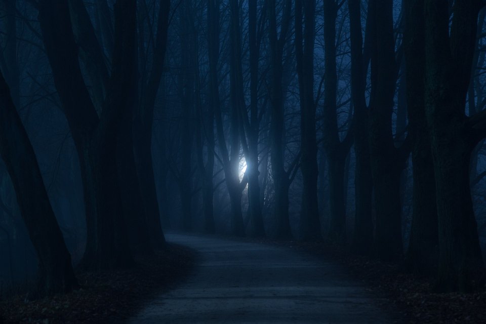 Holzpfad durch einen sehr dunkelblauen Wald, in der Ferne ein Licht zwischen den Bäumen.