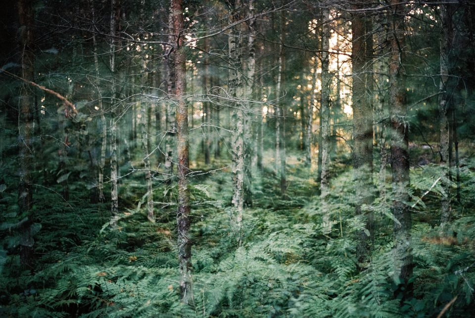 Blick in einen Wald, überlagert von einem Foto von Farnen.