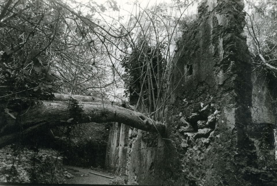 Eine Ruine in einem Berghang mit einem riesigen verwachsenen Baumstamm.