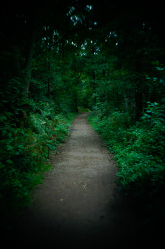 Ein Waldweg