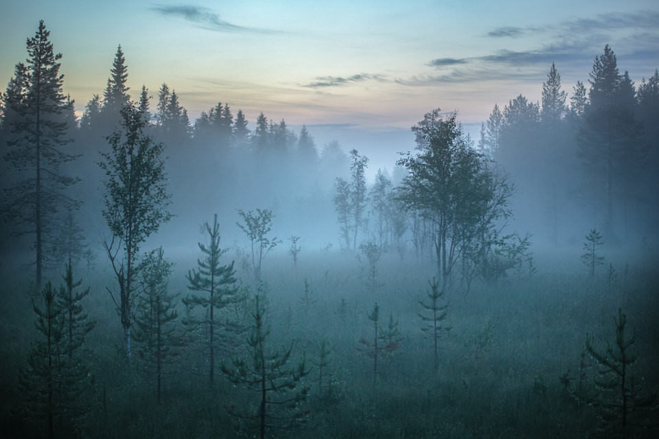 Ein Wald im Nebel