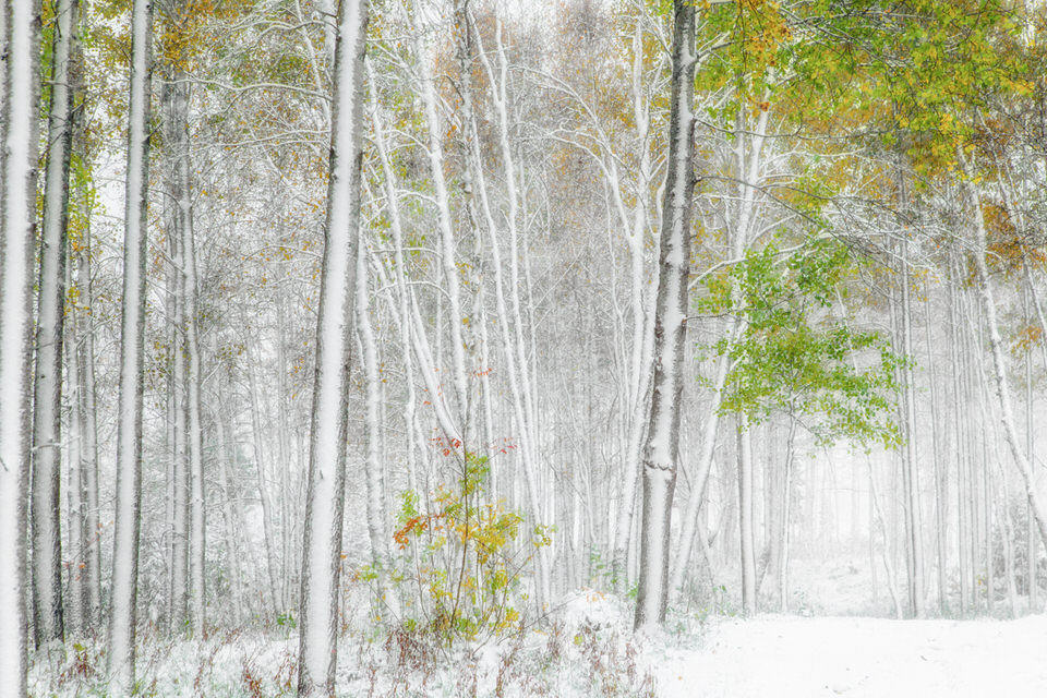 Birkenwald im Schnee