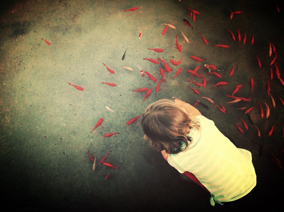 Ein Kind lehnt sich über einen Teich, in dem ein Schwarm roter Fische schwimmt.