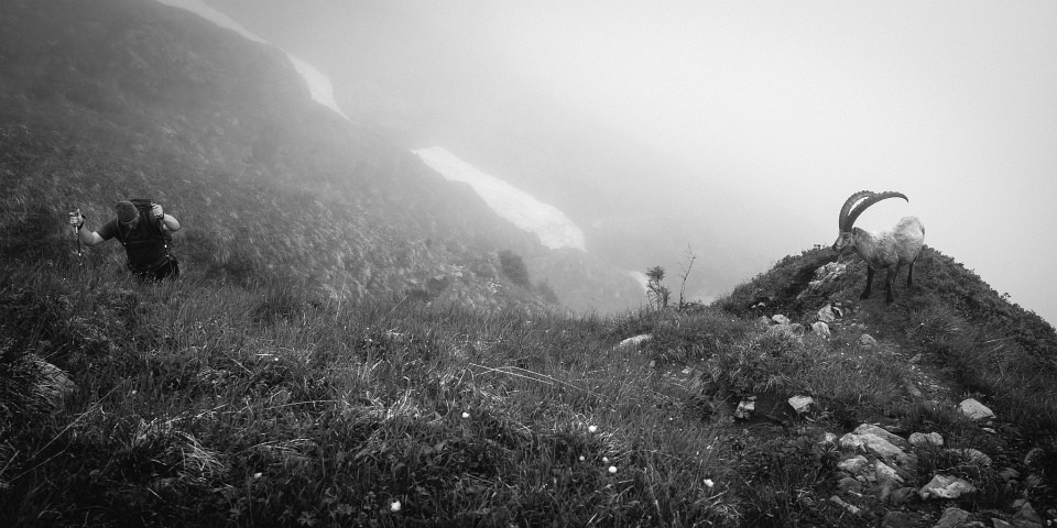 Steinbock und Bergsteiger auf einer Bergwiese im Nebel.