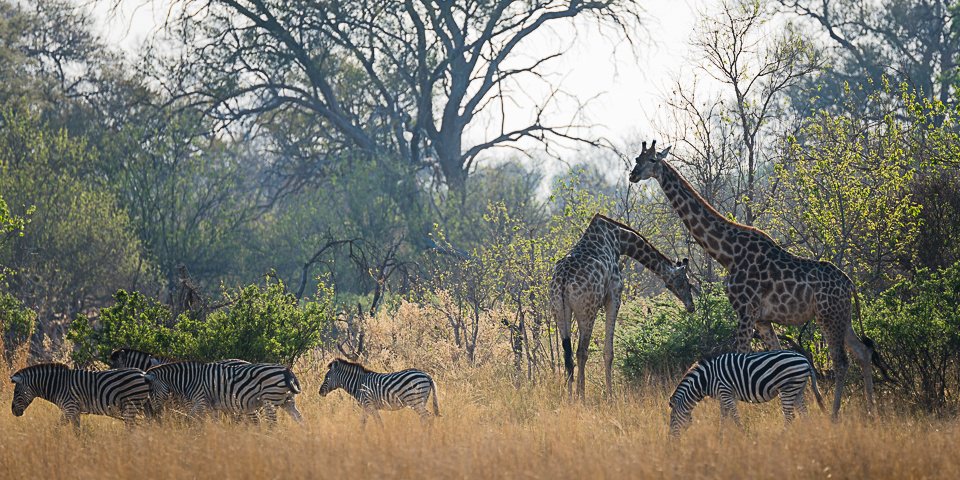 Okavangodelta © Dennis Wehrmann