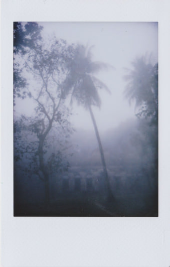 Palmen und ein Haus im Nebel