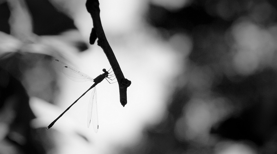Silhouette einer Libelle, an einem Ast sitzend.