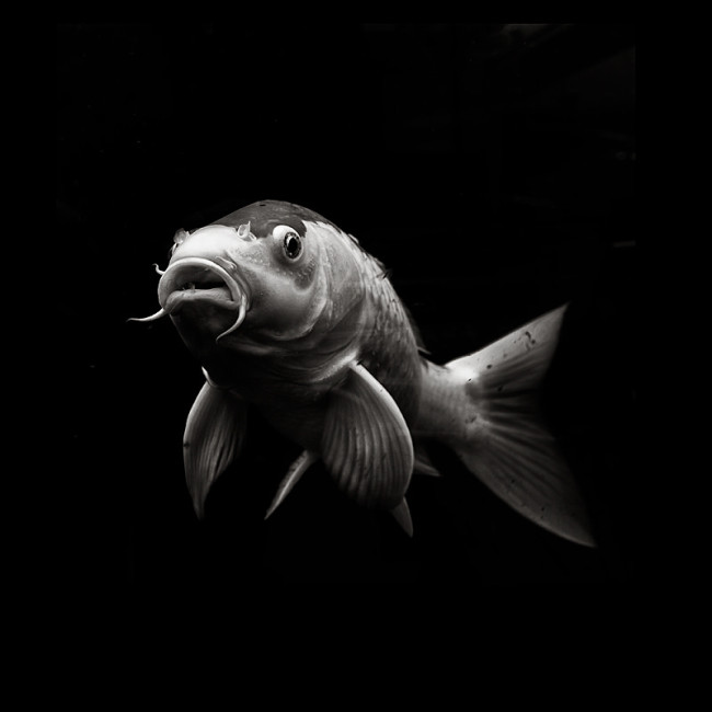 Koi Fisch freigestellt vor schwarzem Hintergrund.