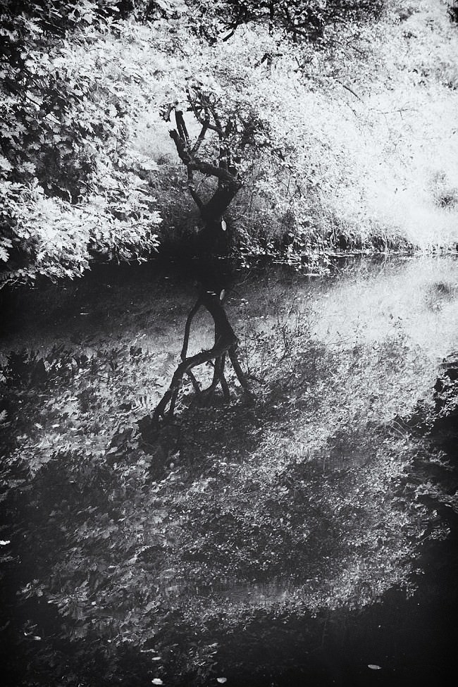 Ein ausladender Baum spiegelt sich im Wasser.