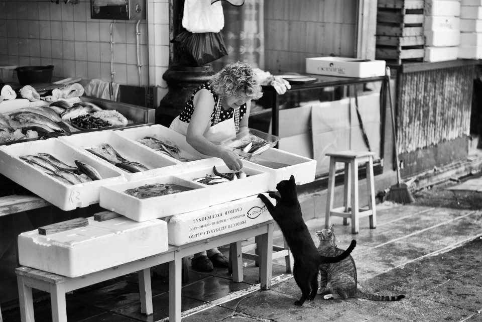 Zwei Katzen betteln vor einem Fischstand mit Verkäuferin.