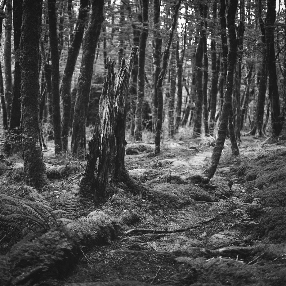 Ein Wald.