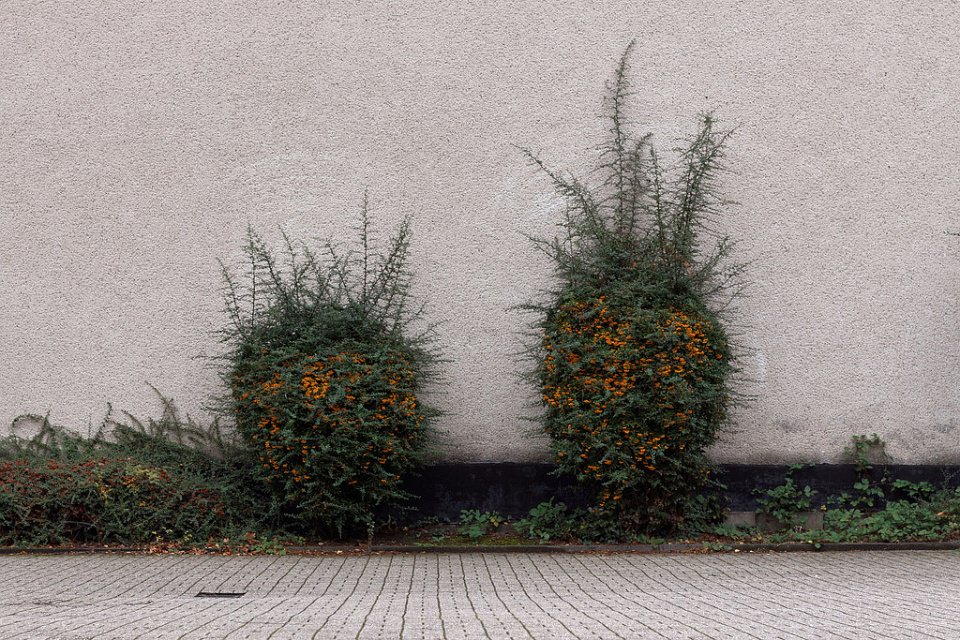 Zwei verwachsene Büsche vor einer grauen Wand.