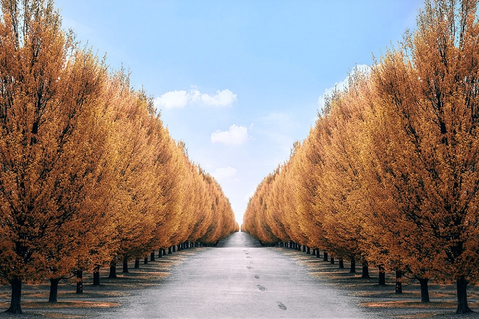 Straße zwischen orange-goldenen Laubbäumen bis zum Horizont, darüber blauer Himmel.