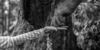 Die Hand eines Menschen berührt die Hand eines Orang Utans.