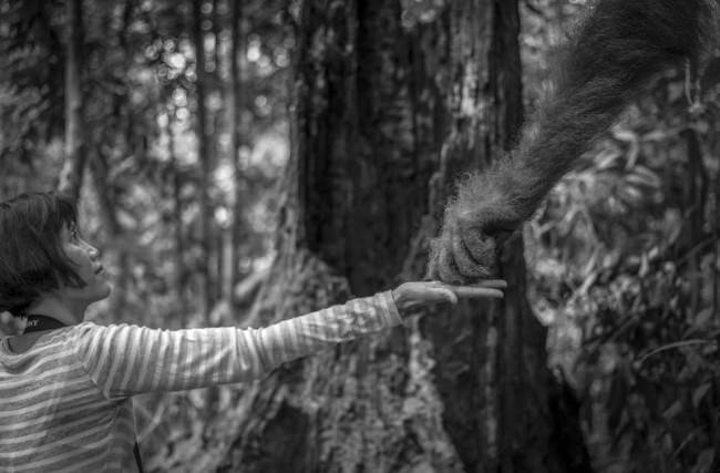 Eine Frau streckt ihre Hand aus und gibt einem Orang-Utan etwas zu naschen.