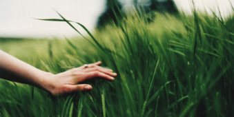 Eine Hand streicht über ein grünes Weizenfeld