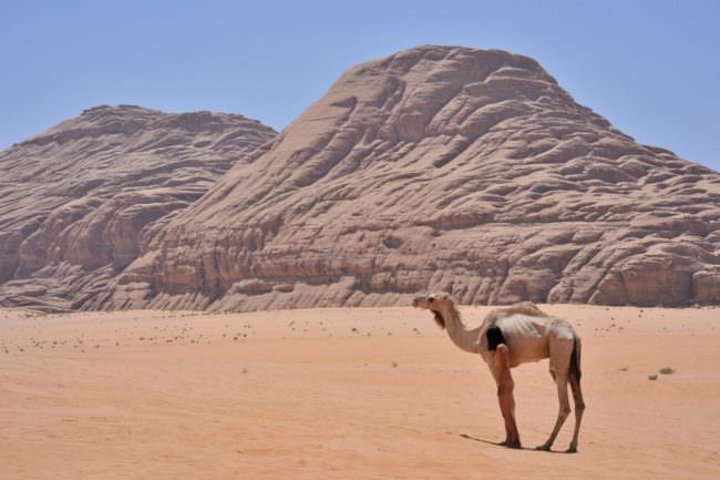 Eine nackte Frau und Kamele in einer Wüste.