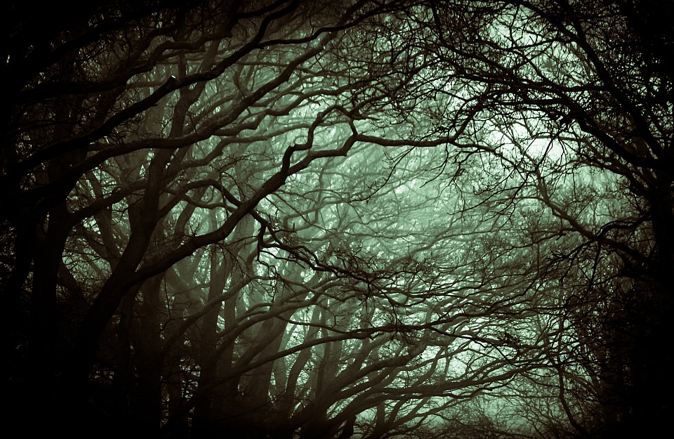 Baumkronen im Dunkel, mit leichtem Nebel.