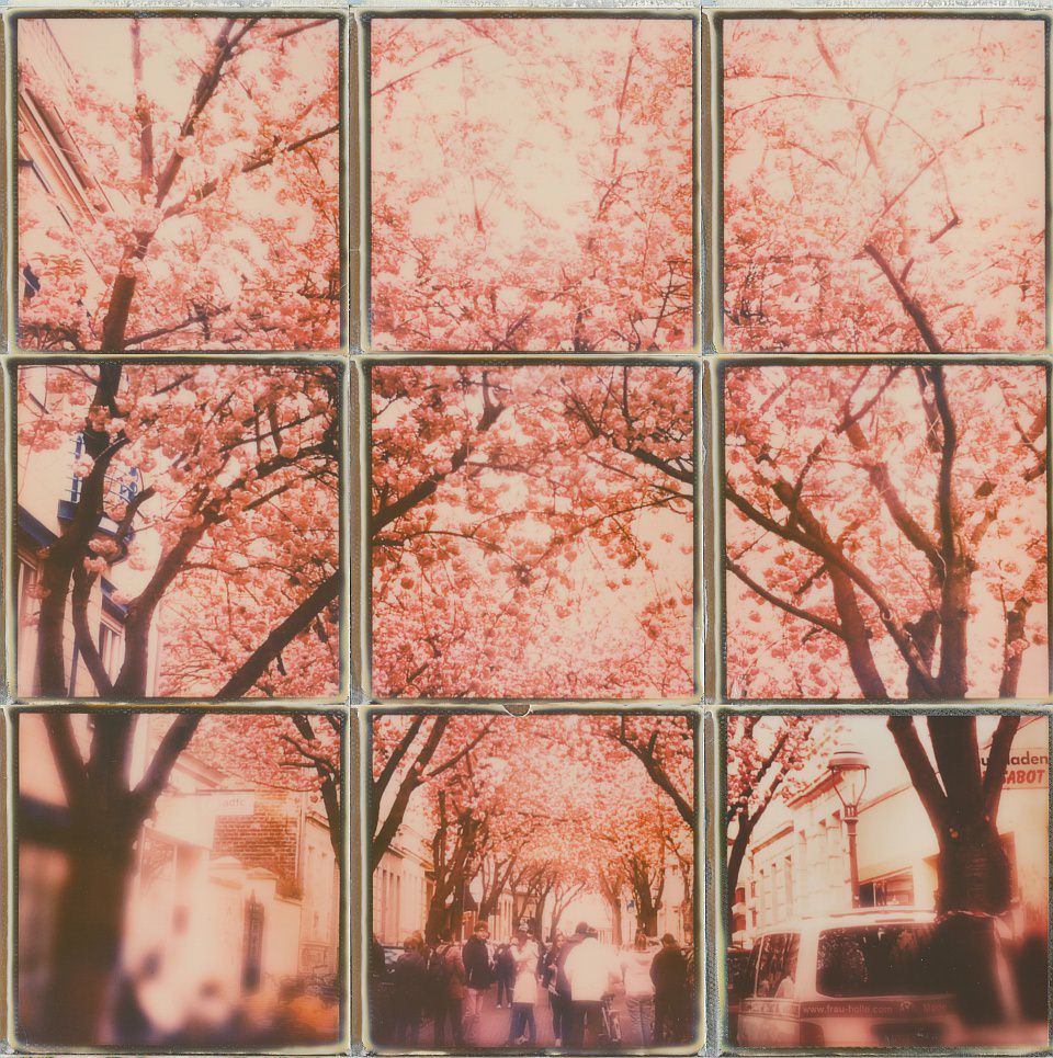 Polaroidcollage einer Straße mit Menschen, überspannt mit blühenden Kirschbäumen.