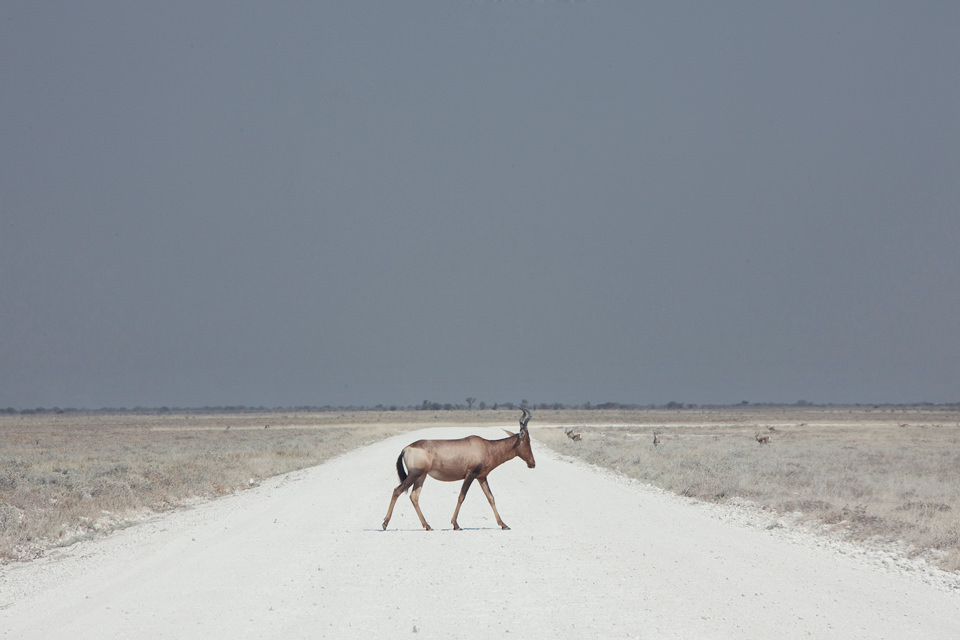 Eine Gazelle auf einem Weg in der Wüste