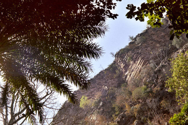 Landschaftsanblick mit Palmwedel im Vordergrund, Berg im Hintergrund.