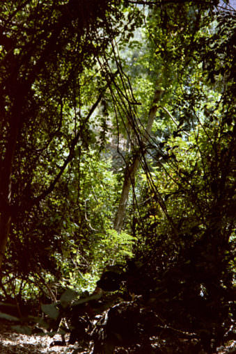 Dschungelansicht mit Lianen.