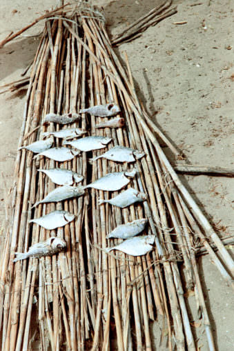 Fische auf Bambusstangen.