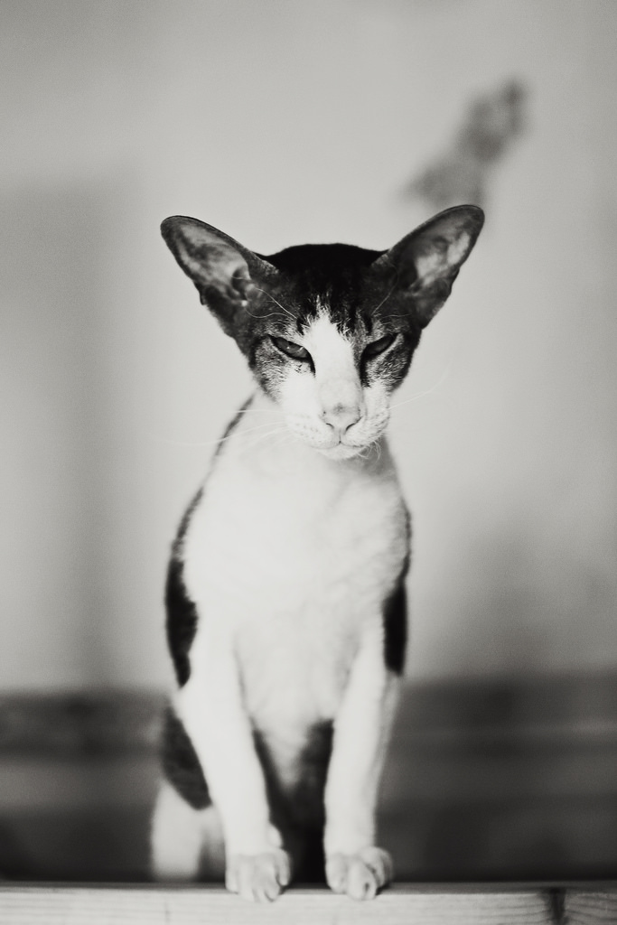 Schwarzweißfoto einer Katze.
