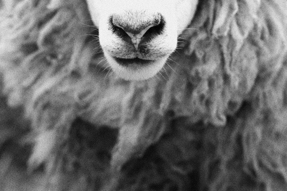 Ein Schaf.