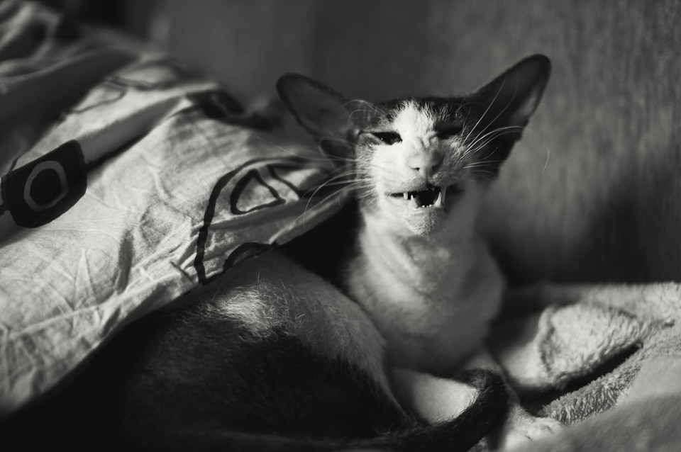Schwarzweißfoto einer Katze mit offenem Mund.