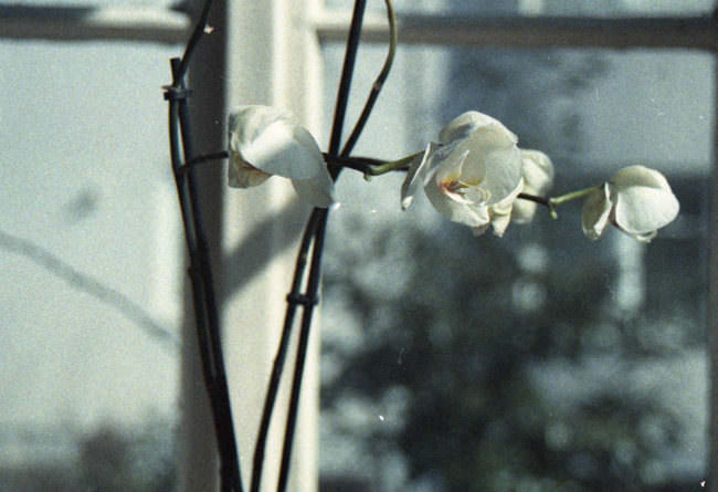 Weiße Blüten vor einem Fenster.