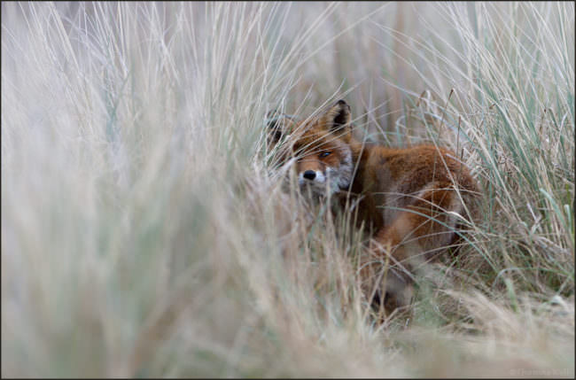 Ein fuchs versteckt sich im hohen Gras.