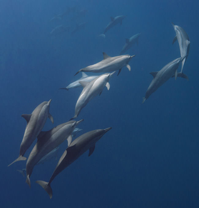 Eine Gruppe Delfine taucht im Wasser. 