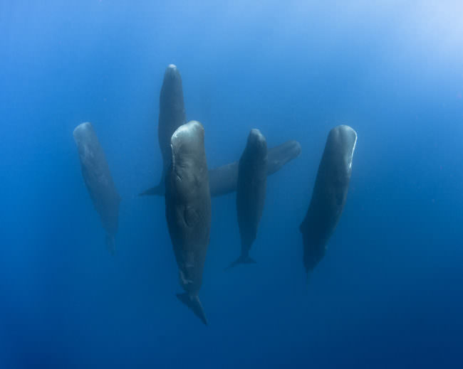 Sechs riesige Wale stehen wie aufrecht im Meereswasser.