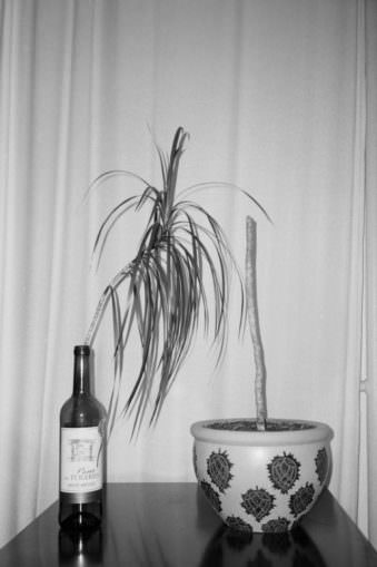 Eine abgeschnittene Pflanze steckt in einer Weinflasche neben ihrem Topf.