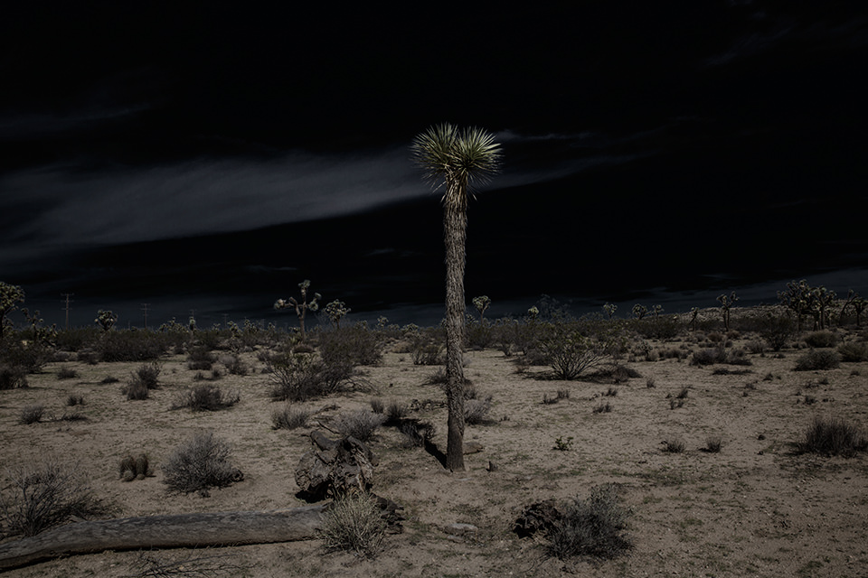 Eine ausgeleuchtete Wüstenlandschaft mit einer großen Palme in der Mitte.