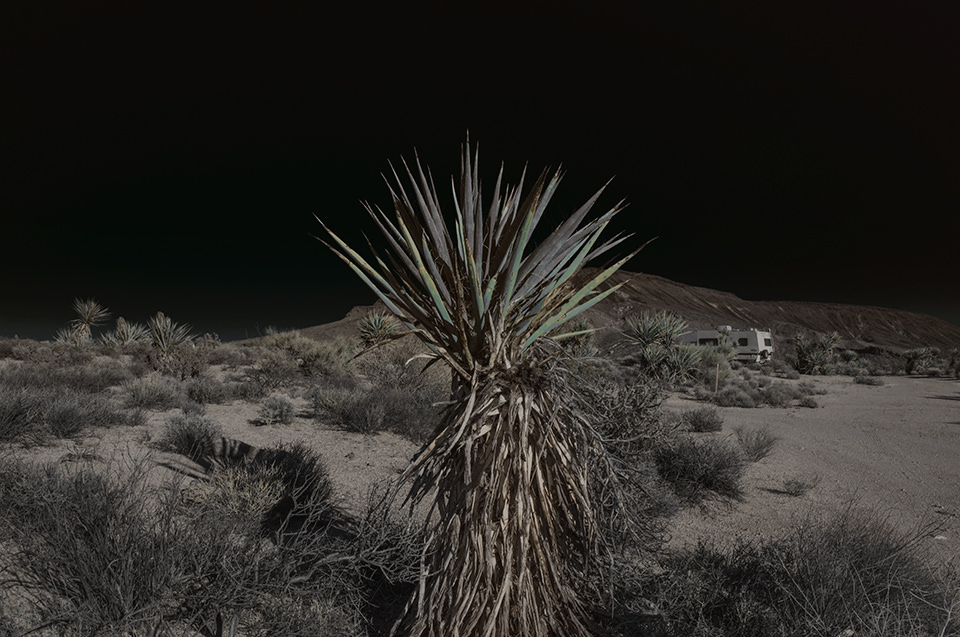 Eine ausgeleuchtete Wüstenlandschaft mit einer Palme im Vordergrund.