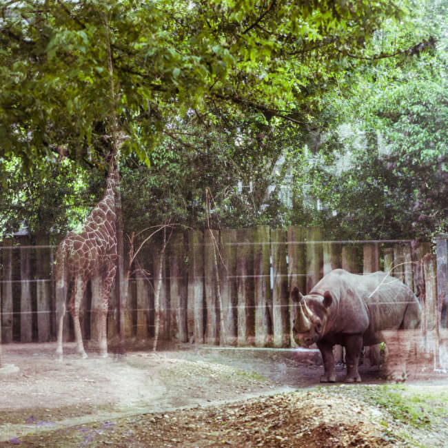 Ein Nashorn im Zoo