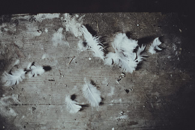 Weiße Federn liegen zerrupft auf einem Fußboden.