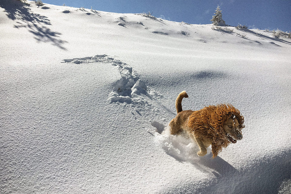 Ein Hund mit einer Löwenmähne tollt durch den Schnee