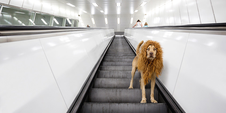 Ein Hund mit einer Löwenmähne steht auf einer Rolltreppe