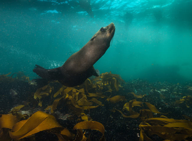 Eine Robbe schwimmt über einen Meeresgrund mit Wasserpflanzen.