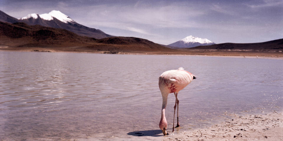 Ein Flamingo in der Wüste an einem See.