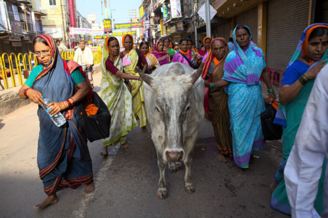 Eine Kuh zwischen Menschen in Indien