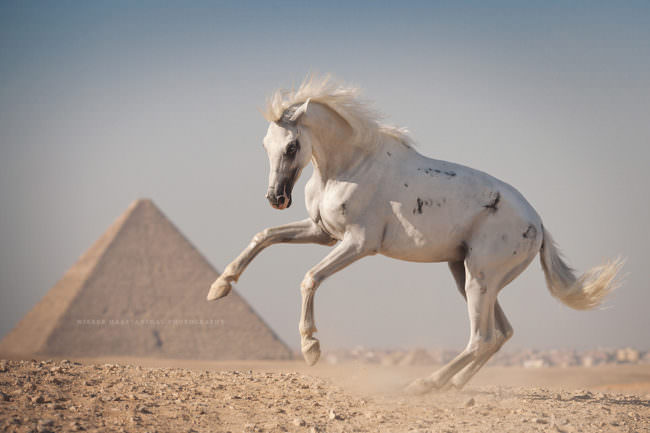Ein Pferd vor einer Pyramide