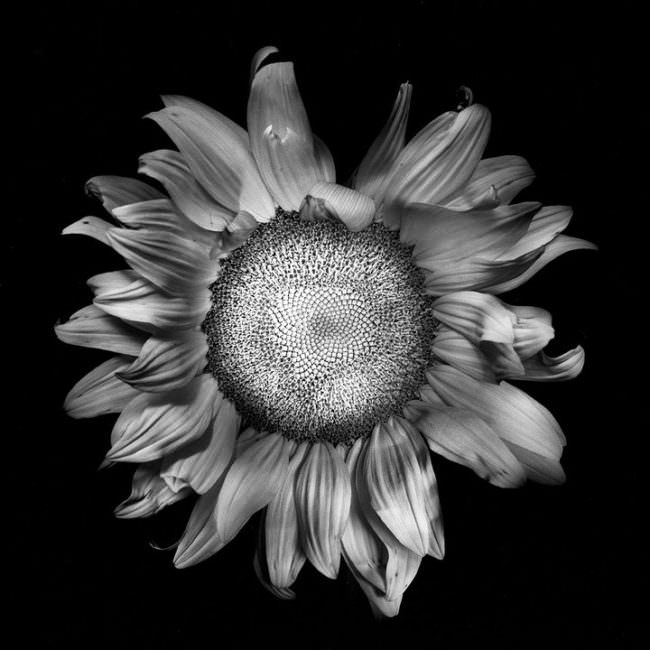 Blütenkopf einer Sonnenblume in schwarzweiß von oben fotografiert.
