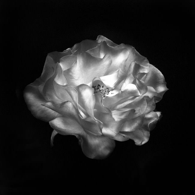 Abbildung eines Blütenkopfes einer Rose von schräg oben in schwarz weiß.